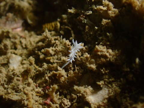 Image of Okenia japonica Baba 1949