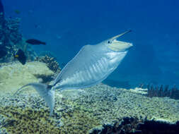 Image of Humpback Unicornfish