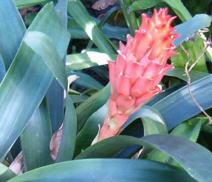 صورة Guzmania osyana (É. Morren) Mez