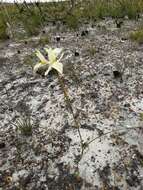 Image of Moraea angusta (Thunb.) Ker Gawl.