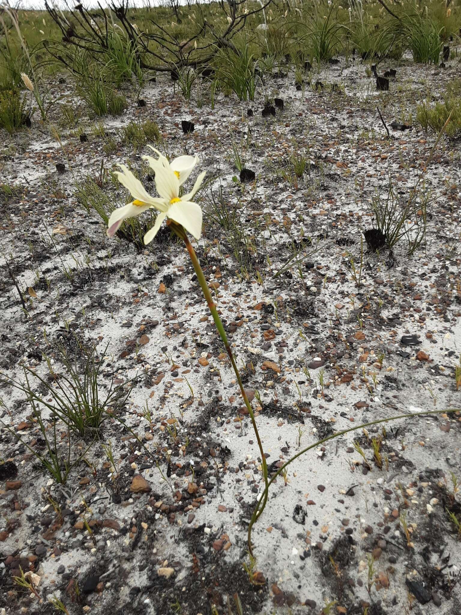 Image of Moraea angusta (Thunb.) Ker Gawl.