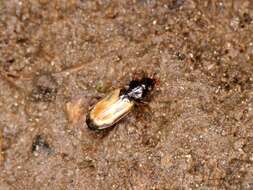 Image of Tachys (Tachys) scutellaris Stephens 1828