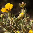 Plancia ëd Hibbertia hypericoides subsp. septentrionalis K. R. Thiele & Cockerton