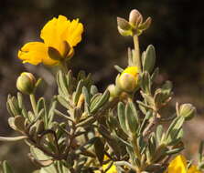 Plancia ëd Hibbertia hypericoides subsp. septentrionalis K. R. Thiele & Cockerton