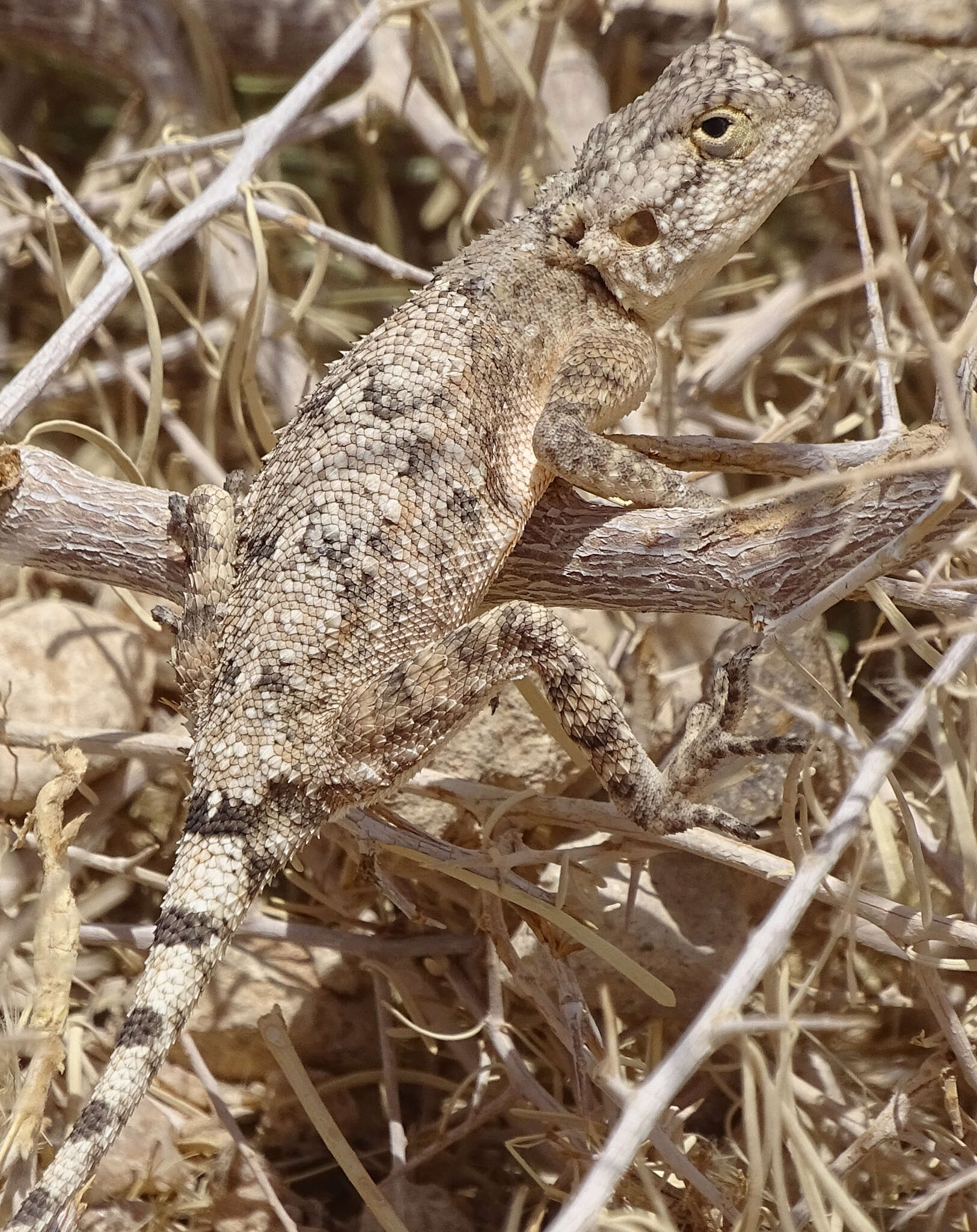 Image of Anchieta's Agama