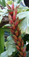 Image of Pitcairnia maidifolia (C. Morren) Decne. ex Planch.