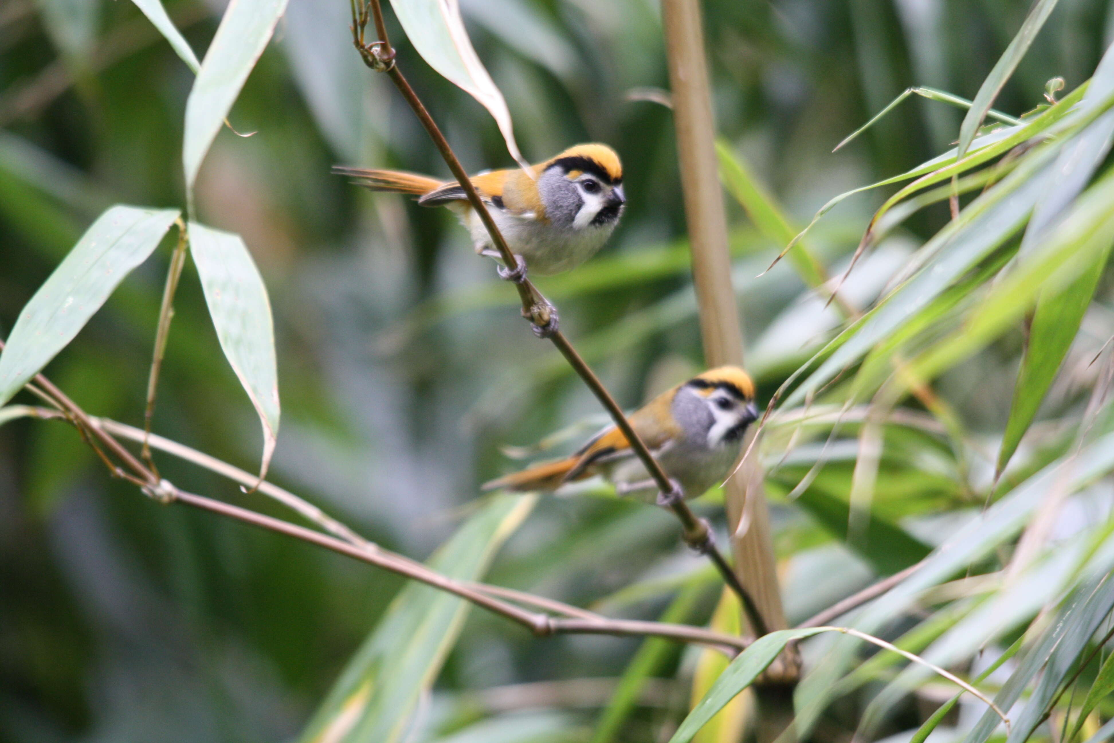 Image of Black-throated Parrotbill