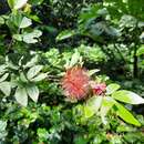 Imagem de Calliandra tergemina var. emarginata (Willd.) Barneby