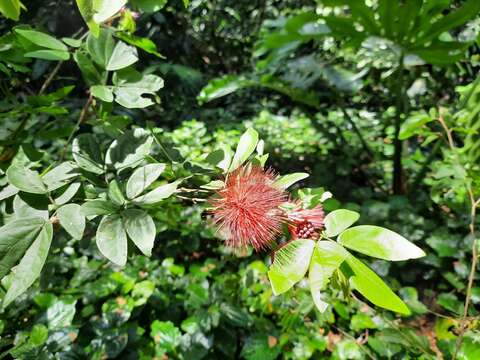 Image of Calliandra tergemina var. emarginata (Willd.) Barneby