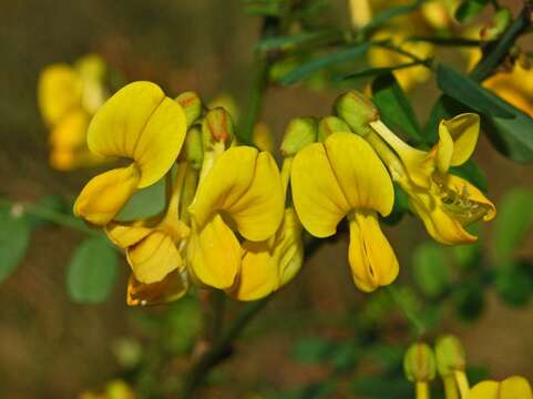 Image of Scorpion Senna