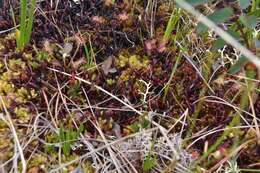 Image of Purple Spoonwort