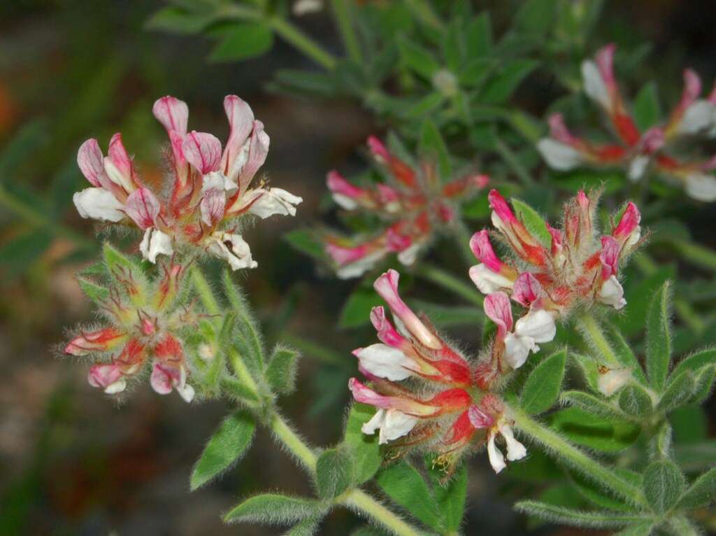 Image of hairy canary-clover