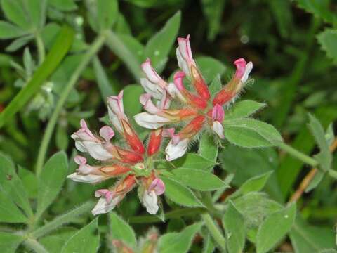 Image of hairy canary-clover