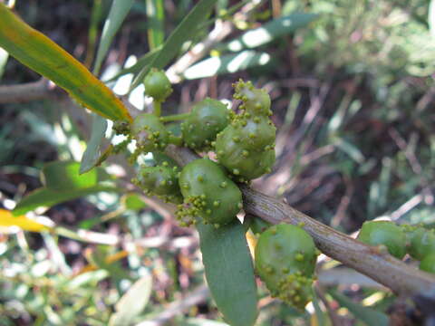 صورة Trichilogaster acaciaelongifoliae (Froggatt 1892)