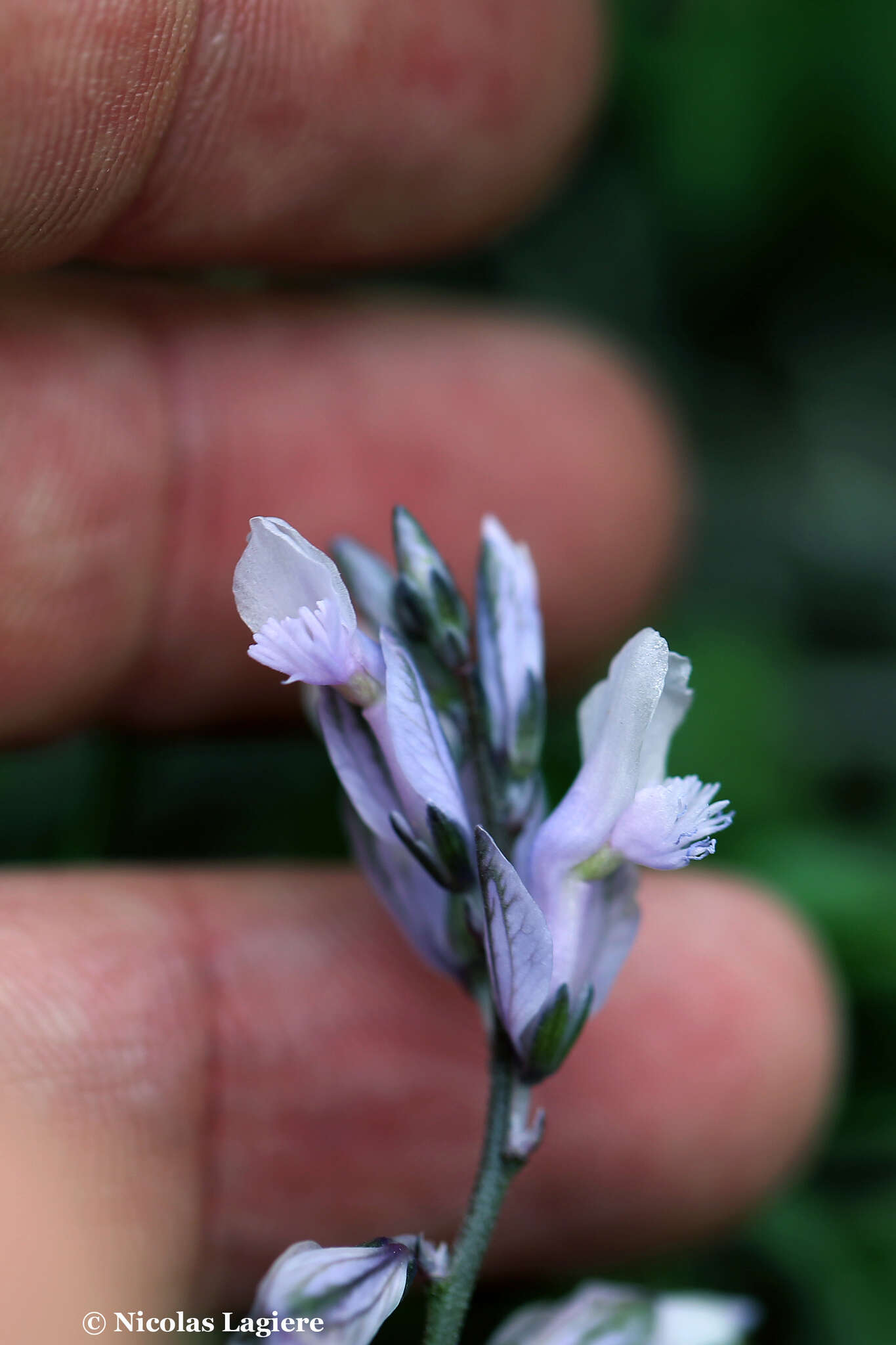 Imagem de Polygala venulosa Sm.