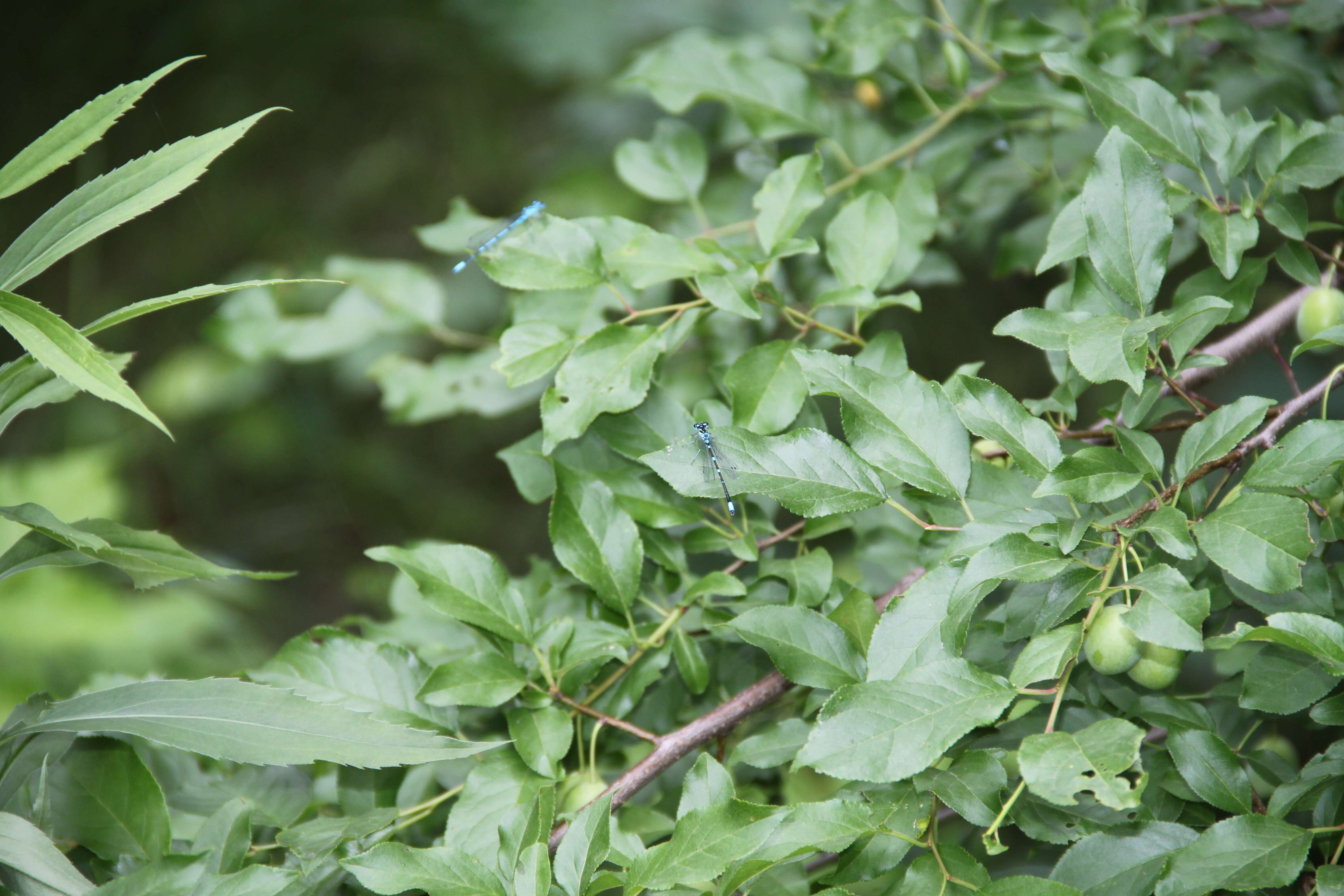 Image of Prunus domestica subsp. syriaca