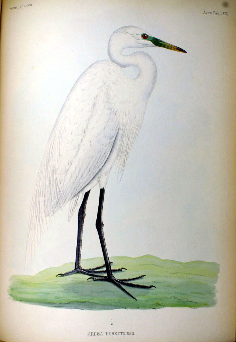 Image of Egretta Forster & T 1817