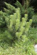 صورة Pinus wallichiana A. B. Jacks.