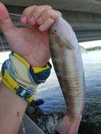 Image of Slippery Dick