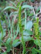 صورة Selaginella selaginoides (L.) Schrank & C. F. P. Mart.