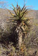 Image of Aloe rupestris Baker