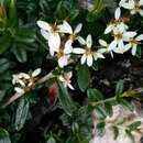 Imagem de Olearia tasmanica W. M. Curt.