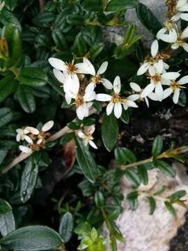 Image of Olearia tasmanica W. M. Curt.