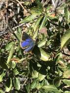 Image of Arizona Hairstreak