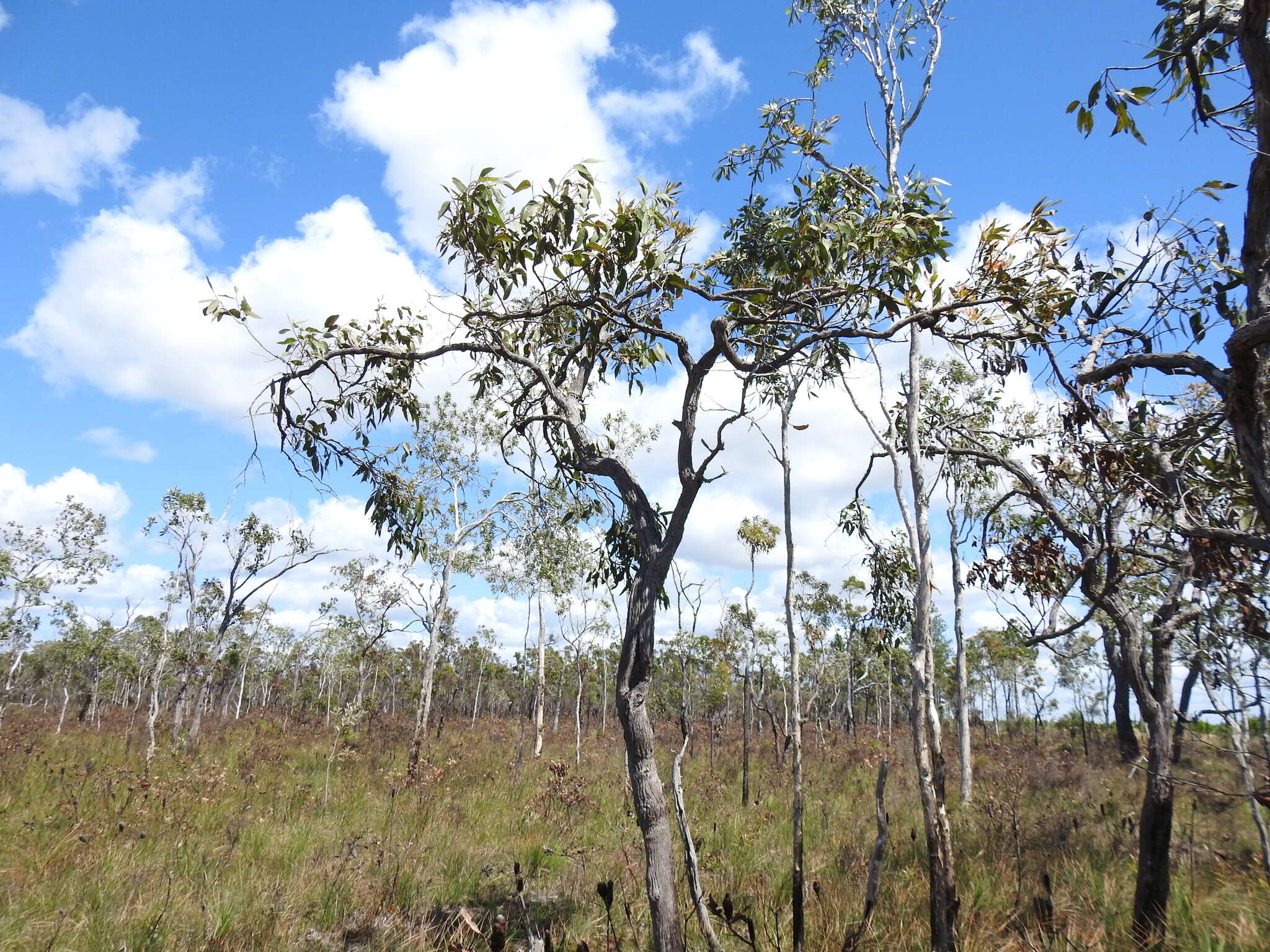 Слика од Eucalyptus latisinensis K. D. Hill