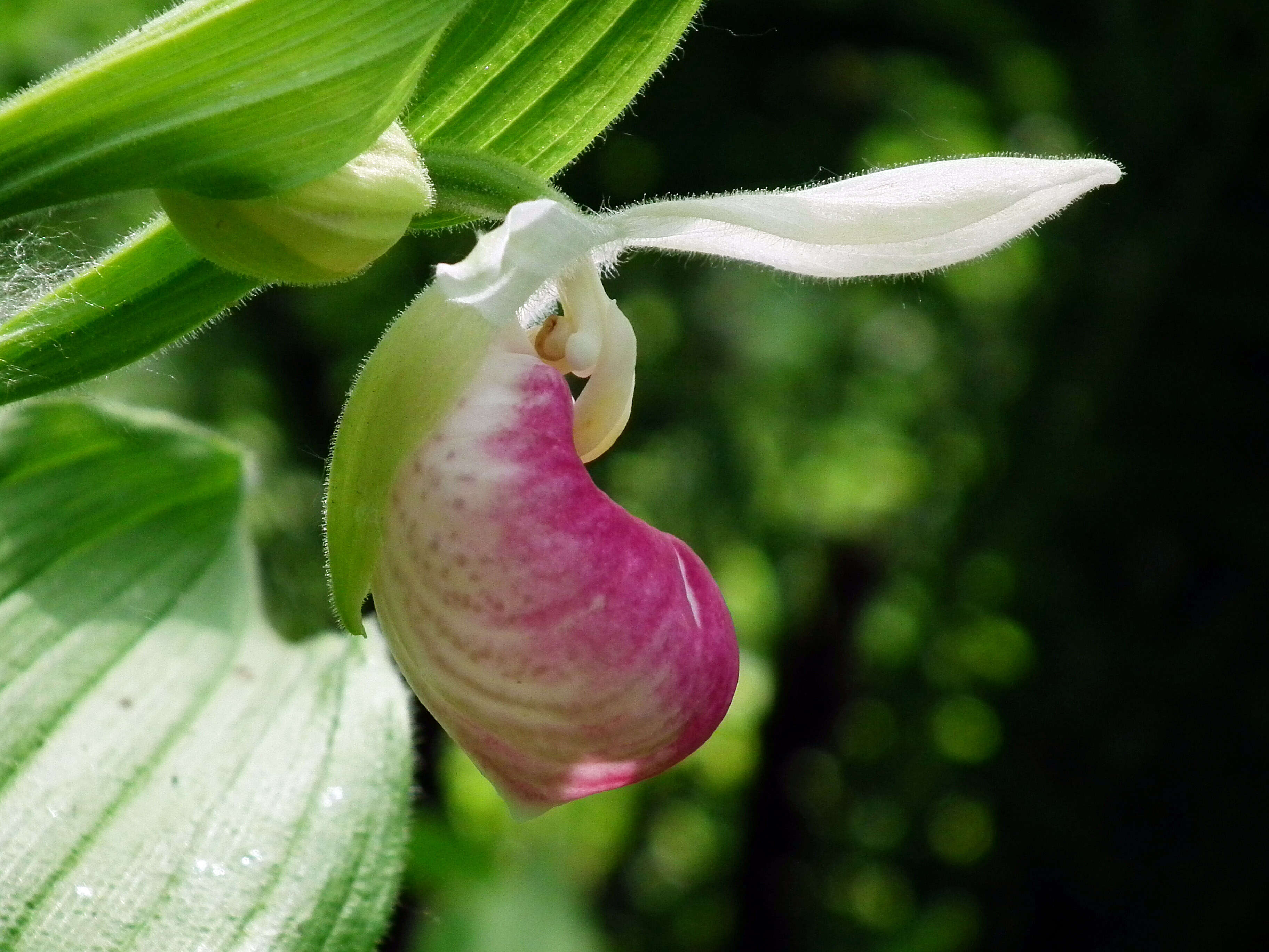 Image of Showy lady's slipper