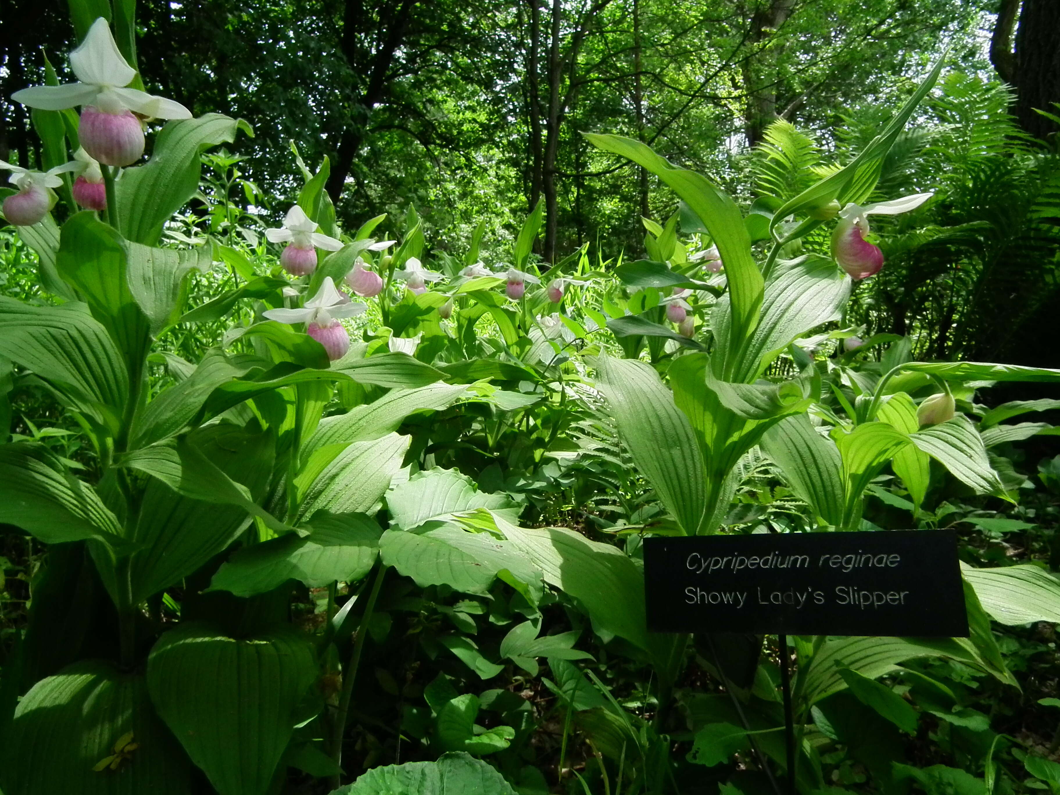 Image of Showy lady's slipper