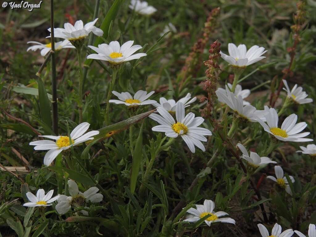 Image of Anthemis leucanthemifolia Boiss. & Blanche