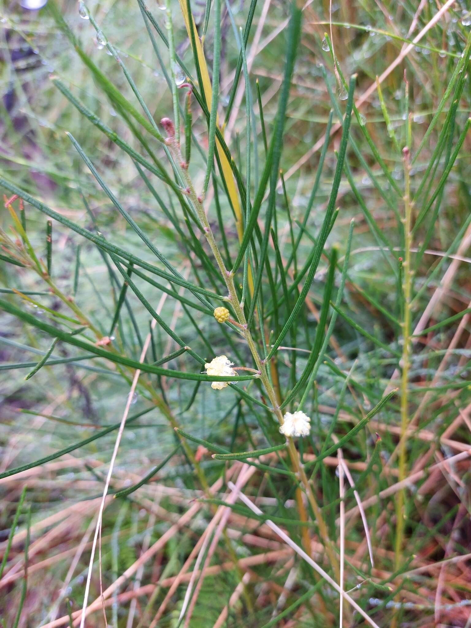 Image of Acacia ptychoclada Maiden & Blakely