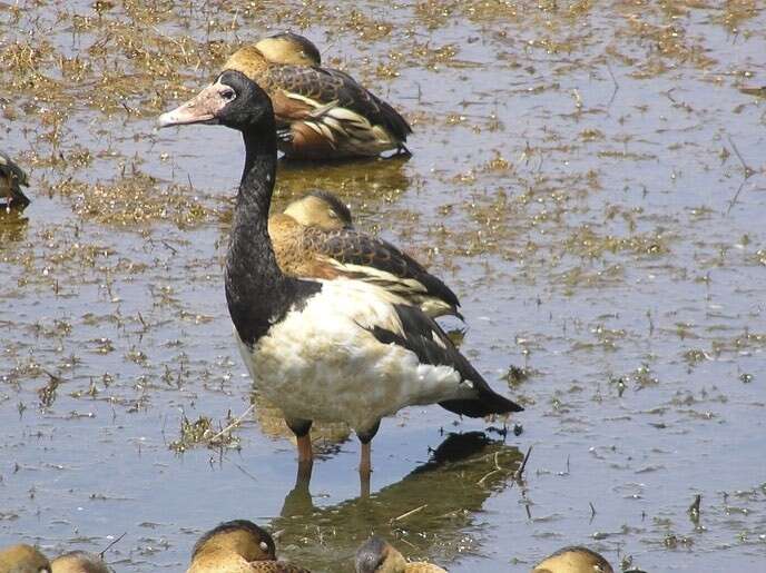 Image of magpie-goose