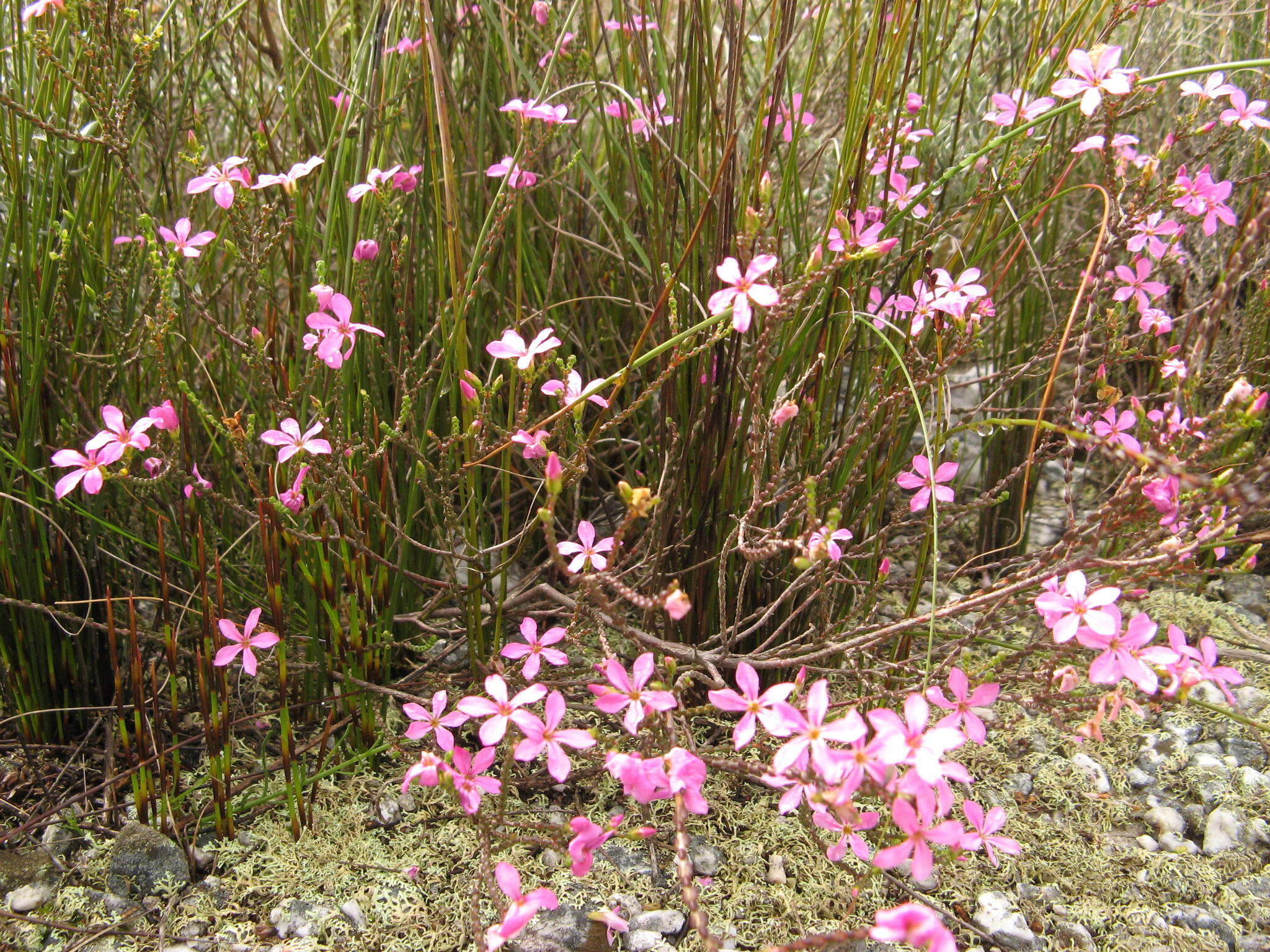 Image of Acmadenia macropetala (P. E. Glover) Compton