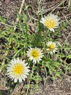 Taraxacum coreanum Nakai的圖片