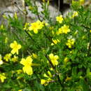 Image of Wild Jasmine