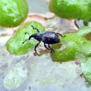 Image of Beetle