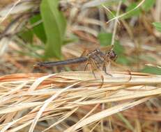 Image de Libellula jesseana Williamson 1922