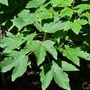 Image of Acer heldreichii subsp. trautvetteri (Medvedev) E. Murray