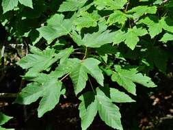 Image of Acer heldreichii subsp. trautvetteri (Medvedev) E. Murray