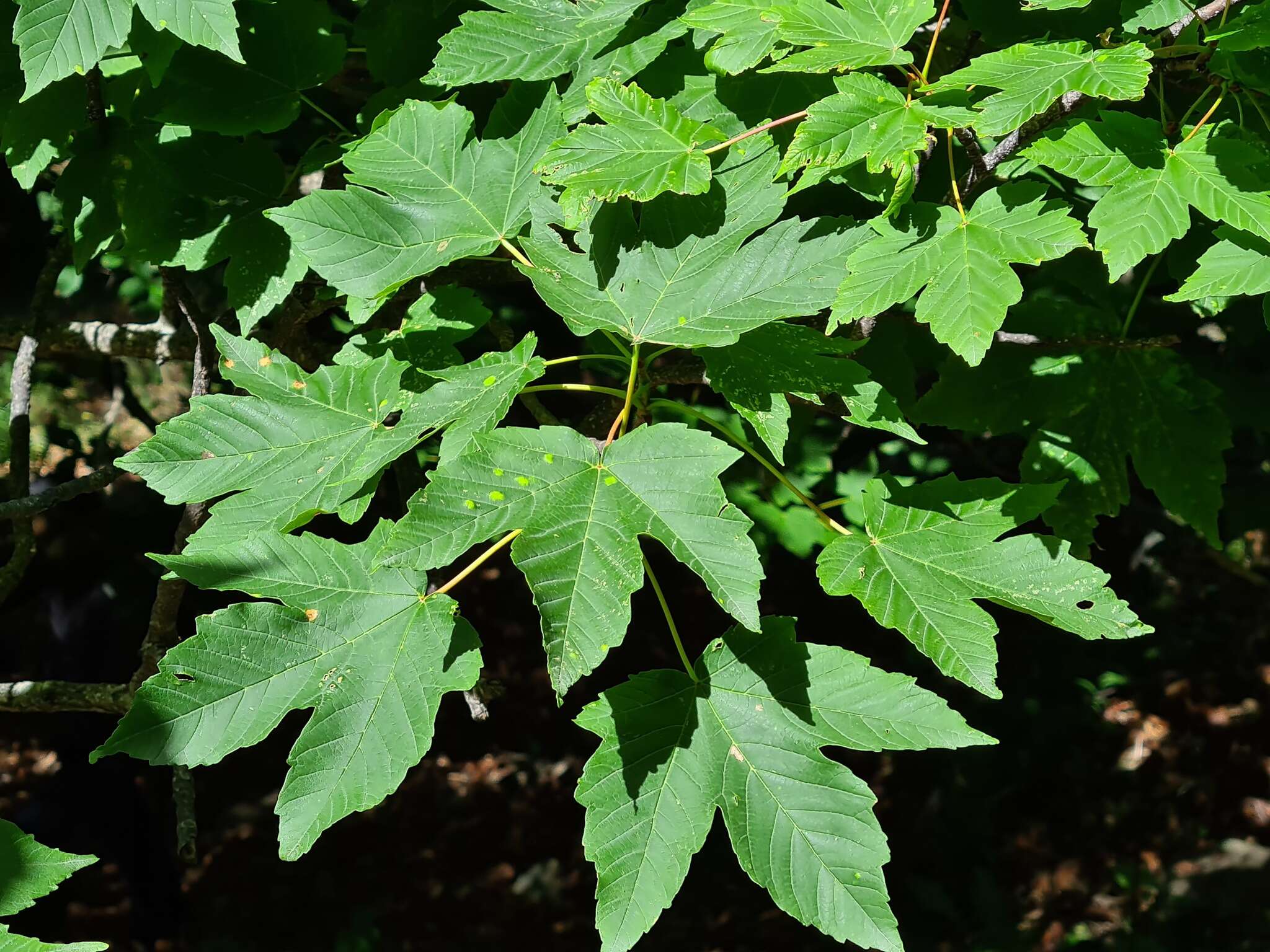 Image of Acer heldreichii subsp. trautvetteri (Medvedev) E. Murray