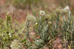 Image of Ptilotus clementii (Farmar) Benl