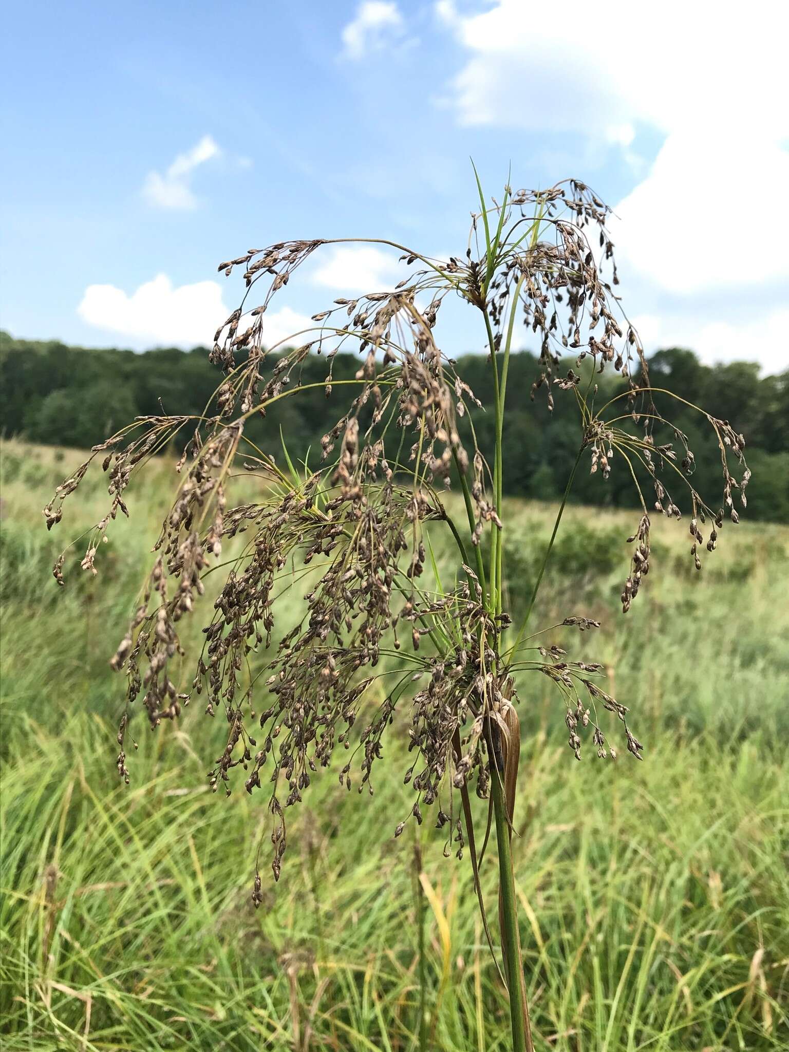 Image of Long's Bulrush