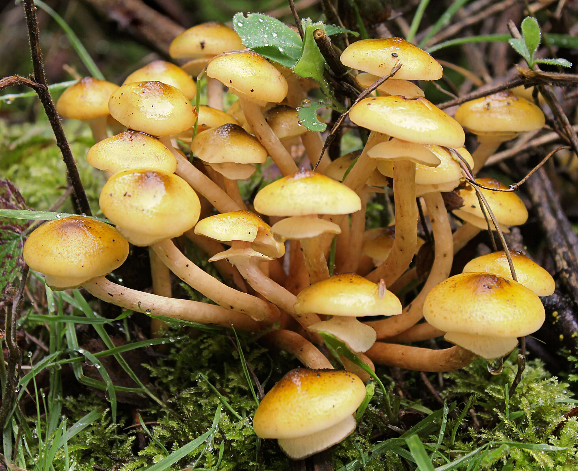 Image of Honey Fungus