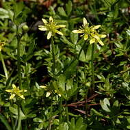 Image of Ranunculus amphitrichus Colenso