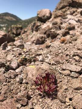 Image of Spanish Needle onion