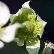 Image of tall thimbleweed