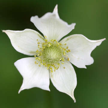 Image of tall thimbleweed