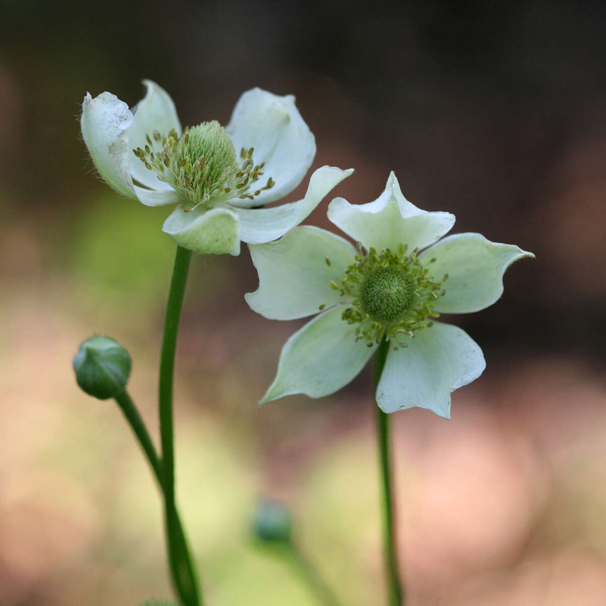 Image of tall thimbleweed